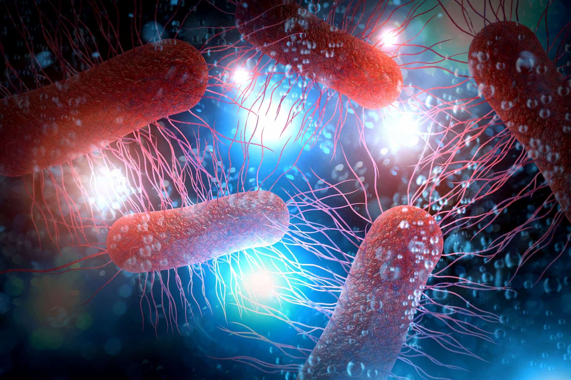 Shaker with Incubation for E. Coli Bacteria Cultivation